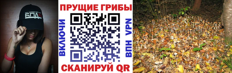 Псилоцибиновые грибы Psilocybe  Уяр 